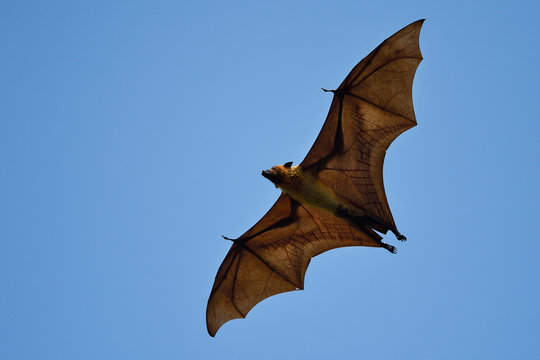 Flying Fox Bat In Blue Sky