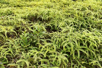 Ferns in the forest fro nature background