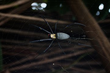 grosse araignée