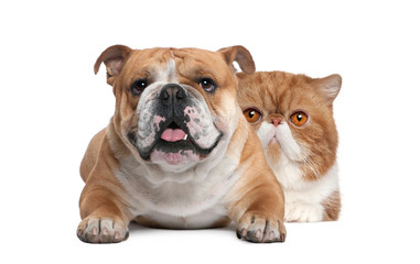 Cat and dog, Exotic Shorthair cat and British bulldog lying in front of white background