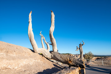 Bare tree with Bryce Canyon view