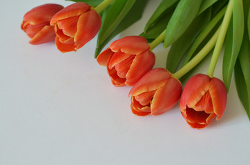 spring flowers banner - bunch of multi colored red orange yellow pink tulip flowers on white background