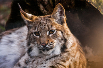 Luchs