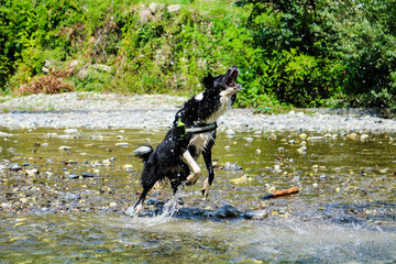 Border collie che gioca con gli schizzi di acqua al fiume, Pieve di Teco, Liguria, animali e natura