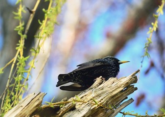 Starling on the tree at spring