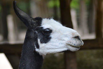 Obraz premium zoo