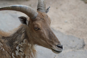 zoo