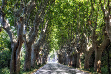 Country road among huge arch shaped sycamore trees in Provence, France. Travel France.