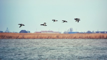 Birds 