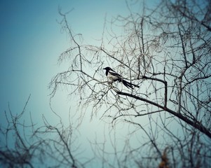 Rook.