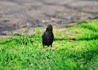 Rook.