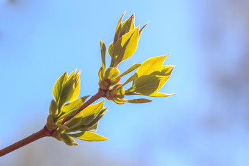 Close-up photo of spring young fresh leaves on tree branches with buds, soft focus and blur background. Concept of new life.