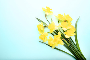 Yellow narcissus flowers on blue background