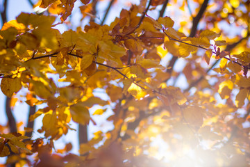 Autumn is a second spring