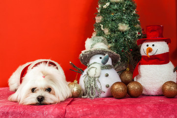 Maltese Puppy and Christmas Arrangement of Snowmen, Baubles and Christmas Tree