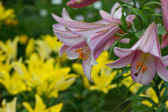 bellflower in gurden