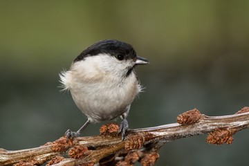 Obraz premium Marsh tit (Parus palustris) on a branch of buckthorn. East Moravia. Europe.