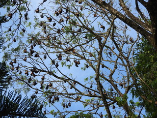 flying dogs in Sri Lanka are sitting in the trees