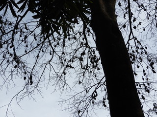flying dogs in Sri Lanka are sitting in the trees