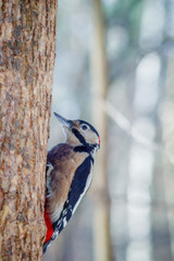 hungry wild bird woodpecker on a tree in spring forest