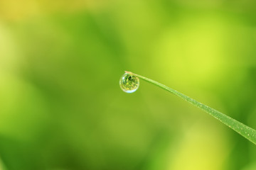 Beautiful close-up of dew diamond drops on grass with variable focus and blurred green background in the rays of the rising sun. Blur and soft focus.