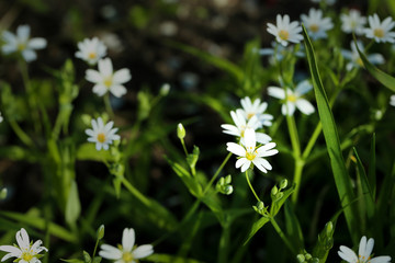 White flowers and green grass in the sunshine