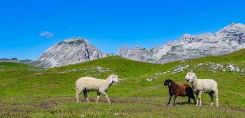 Fototapeta premium Italy beauty, Dolomites, sheeps in national park Puez Geisler