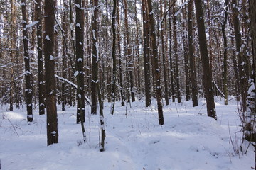 Sunny winter day in a pine forest. Tall pines. Sunny shadows on the snow.