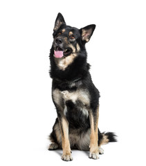 German Shepherd sitting in front of white background