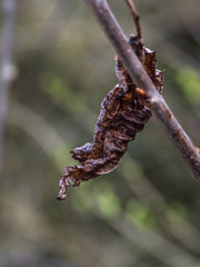 OLYMPUS DIGITAL CAMERA -DRIED LEAF 