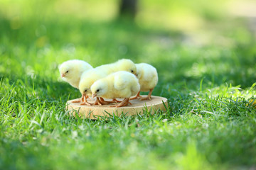 Little chicks standing on wooden board