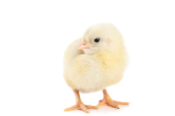 Little chick isolated on white background