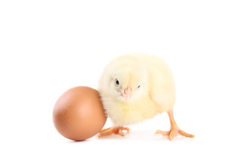 Little chick with egg isolated on white background