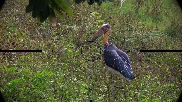 Lesser Adjutant Stork Bird (Leptoptilos javanicus) Seen in Gun Rifle Scope. Wildlife Hunting. Poaching Endangered, Vulnerable, and Threatened Animals