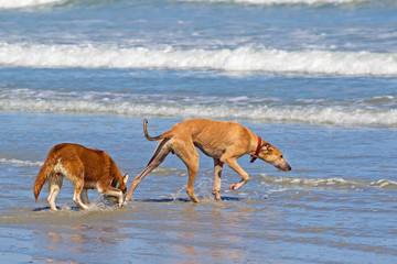 Two dogs playing in waves