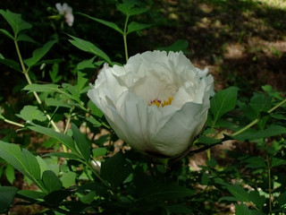 peony