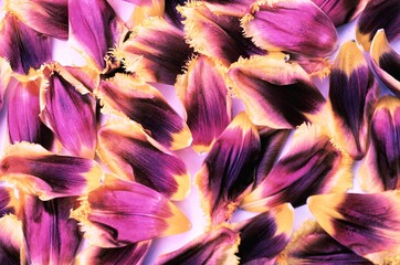 Flower petals.