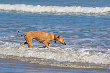 Inquisitive dog wading in sea