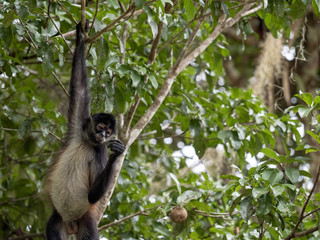 Fototapeta premium Spider Monkey, Ateles geoffroyi, chooses only ripe fruits in the rainforest, Guatemala