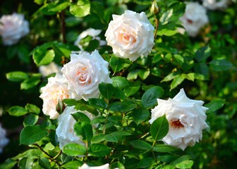 Obraz na płótnie Canvas Roses in a garden.