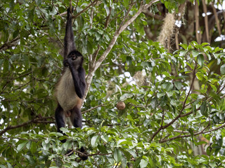 Spider Monkey, Ateles geoffroyi, chooses only ripe fruits in the rainforest, Guatemala