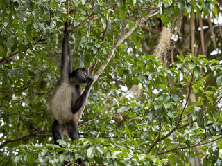 Spider Monkey, Ateles geoffroyi, chooses only ripe fruits in the rainforest, Guatemala