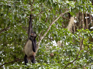 Spider Monkey, Ateles geoffroyi, chooses only ripe fruits in the rainforest, Guatemala