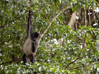 Spider Monkey, Ateles geoffroyi, chooses only ripe fruits in the rainforest, Guatemala