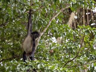 Fototapeta premium Spider Monkey, Ateles geoffroyi, chooses only ripe fruits in the rainforest, Guatemala
