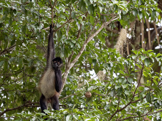 Spider Monkey, Ateles geoffroyi, chooses only ripe fruits in the rainforest, Guatemala