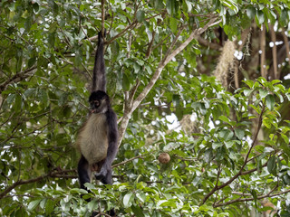 Spider Monkey, Ateles geoffroyi, chooses only ripe fruits in the rainforest, Guatemala