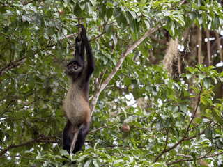 Spider Monkey, Ateles geoffroyi, chooses only ripe fruits in the rainforest, Guatemala