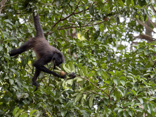 Spider Monkey, Ateles geoffroyi, chooses only ripe fruits in the rainforest, Guatemala