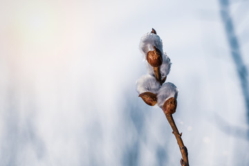 Willow branches with buds in early spring with copy space